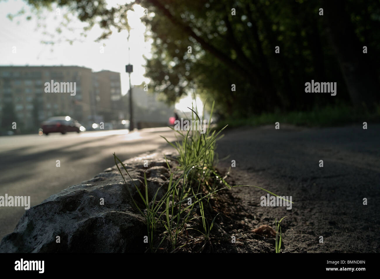 Rue de la ville au niveau du sol avec de l'herbe macro Banque D'Images