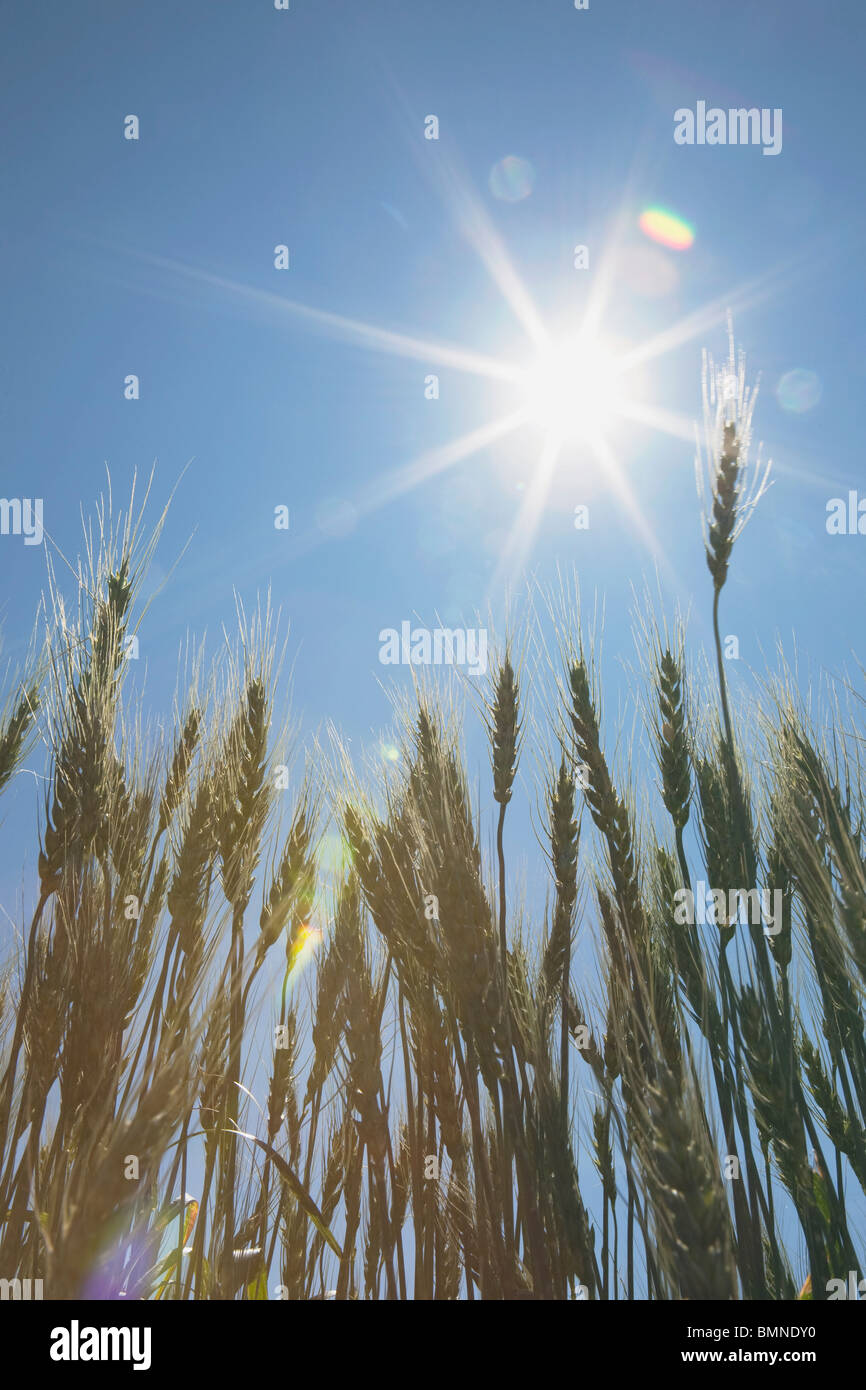 Champ de blé vert, centre de l'Alberta, Canada Banque D'Images