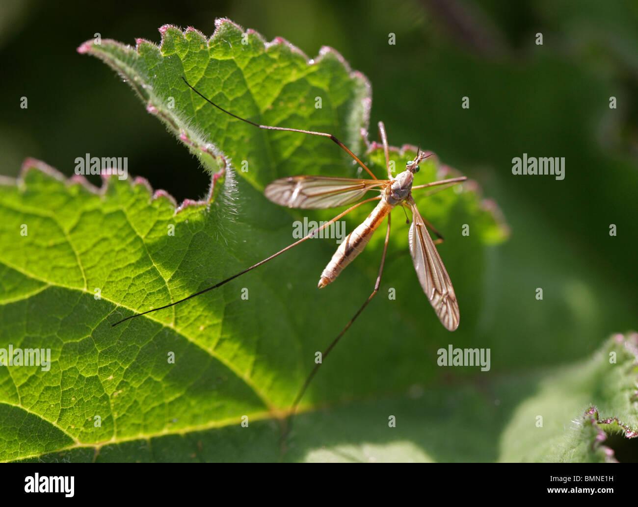 Cranefly ou Papa Longues-jambes, Tipula paludosa, Tipulidae (Vrai) Craneflies Banque D'Images