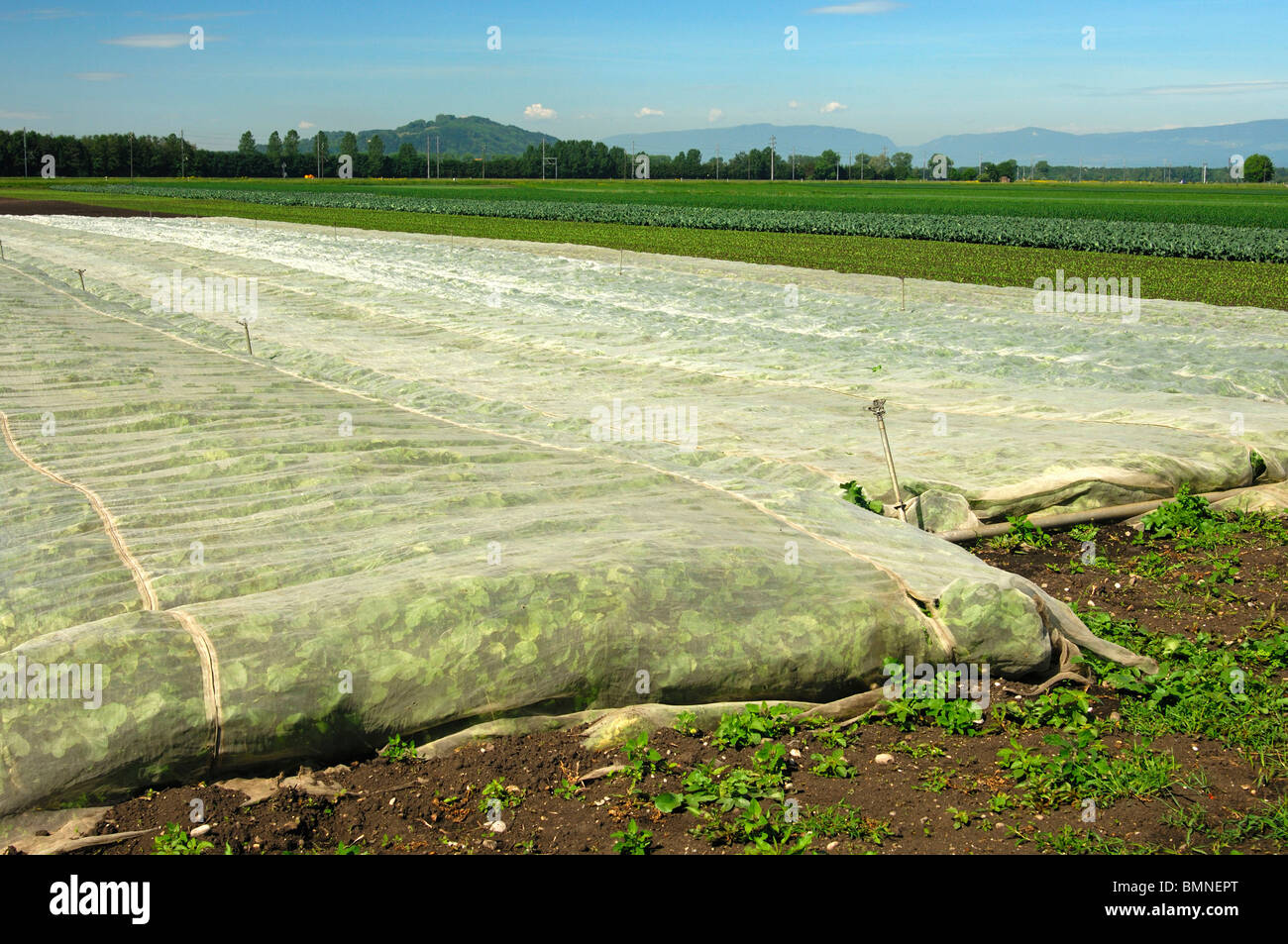 Ecolgical couvre la protection des végétaux contre la mouche du chou, région de culture de légumes Grosses Moos, Suisse Banque D'Images