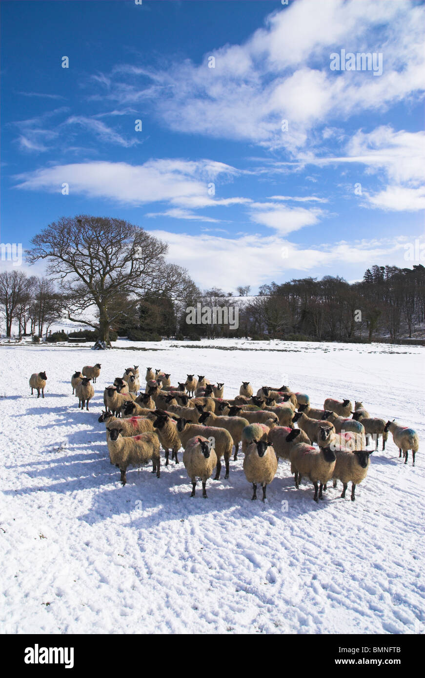 Powys, les moutons en paysage Hiver Banque D'Images