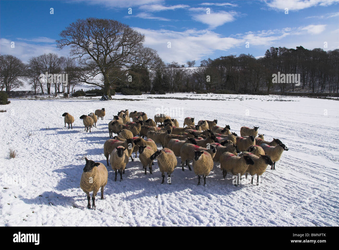 Powys, les moutons en paysage Hiver Banque D'Images