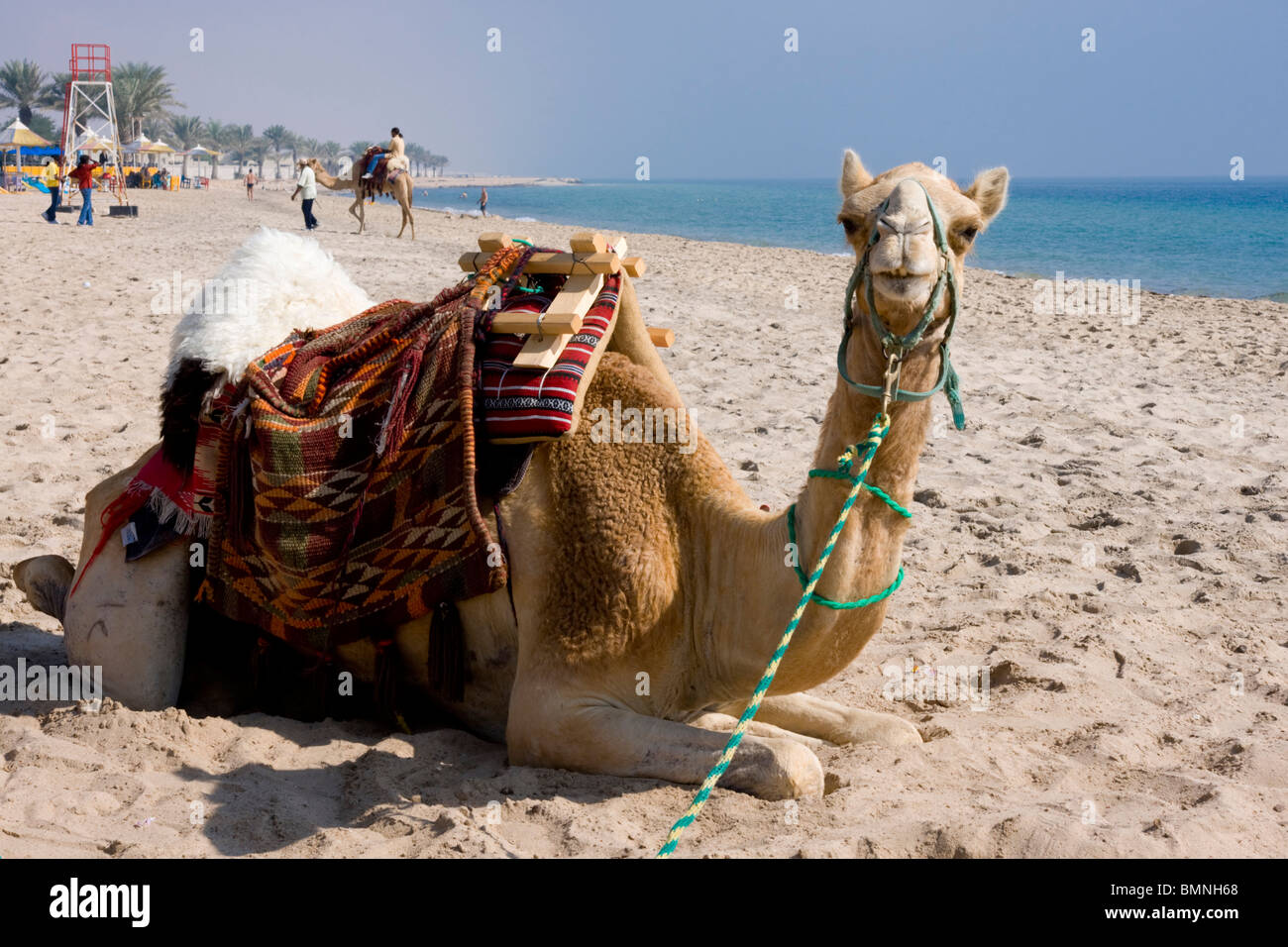 Le Qatar, Sealine Beach Resort Camel Banque D'Images