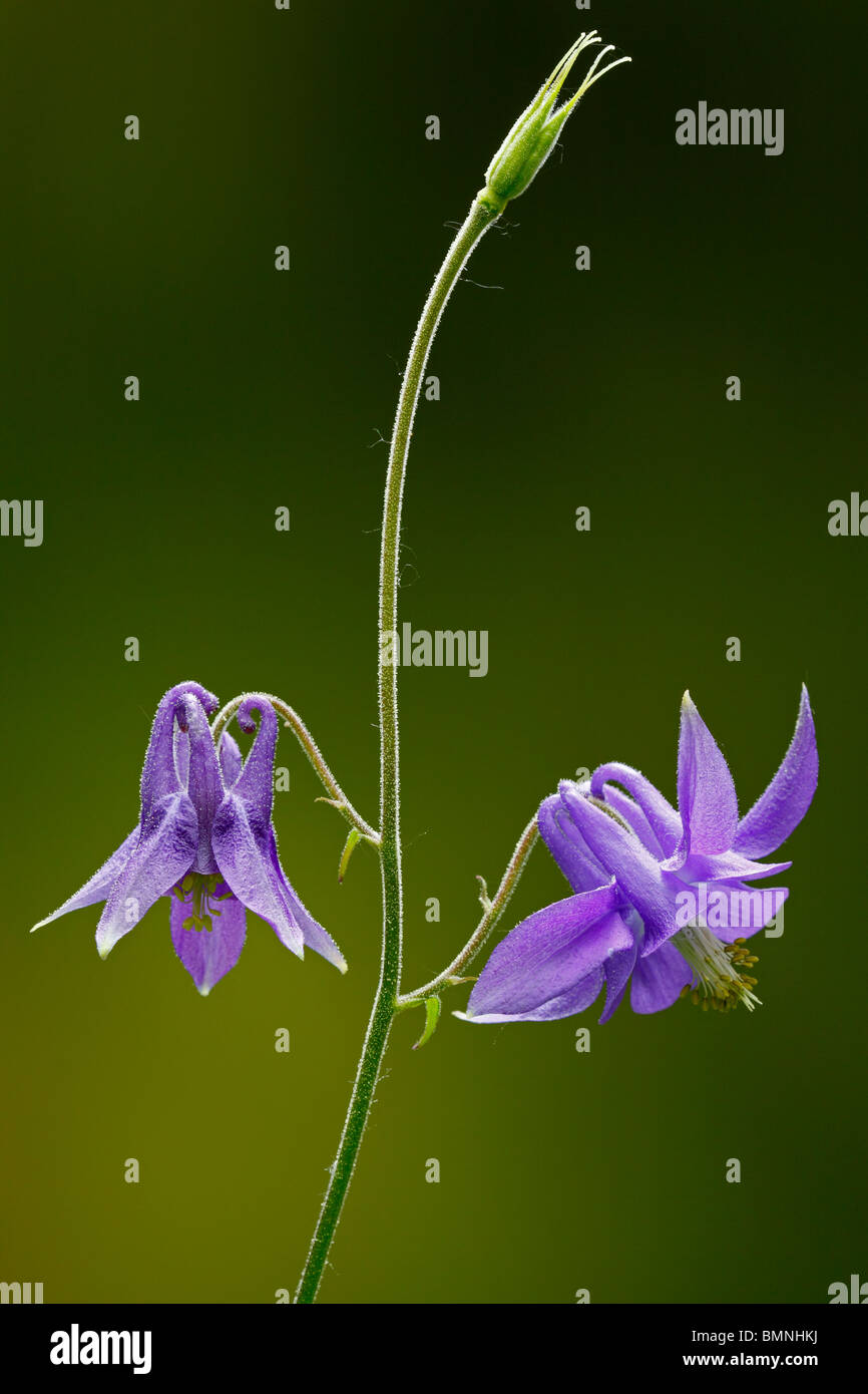 Ancolie Aquilegia vulgaris, Banque D'Images