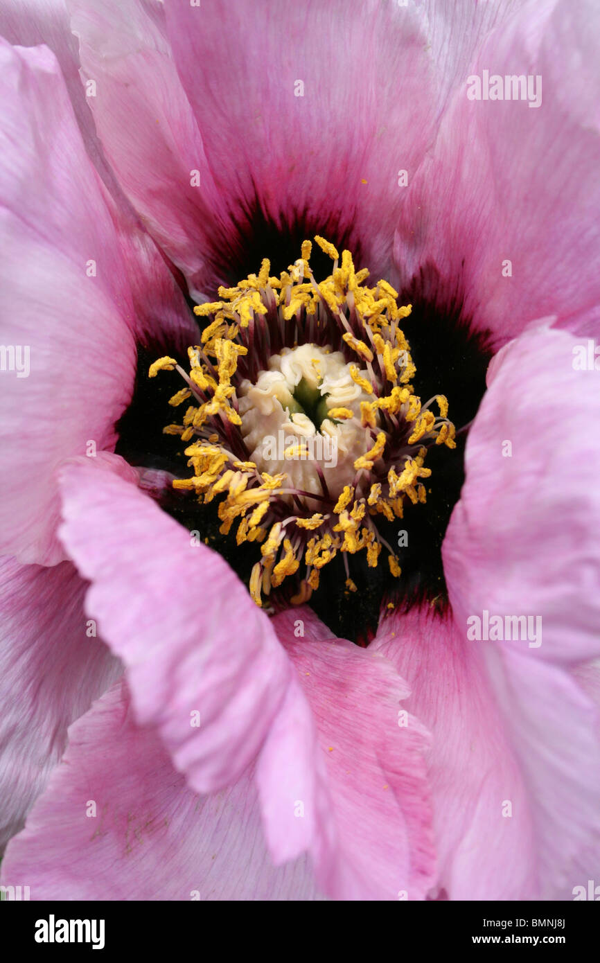 Rock's Tree Peony Paeonia suffruticosa ssp. rockii prises à Ness Botanical Gardens, Wirral, UK Banque D'Images