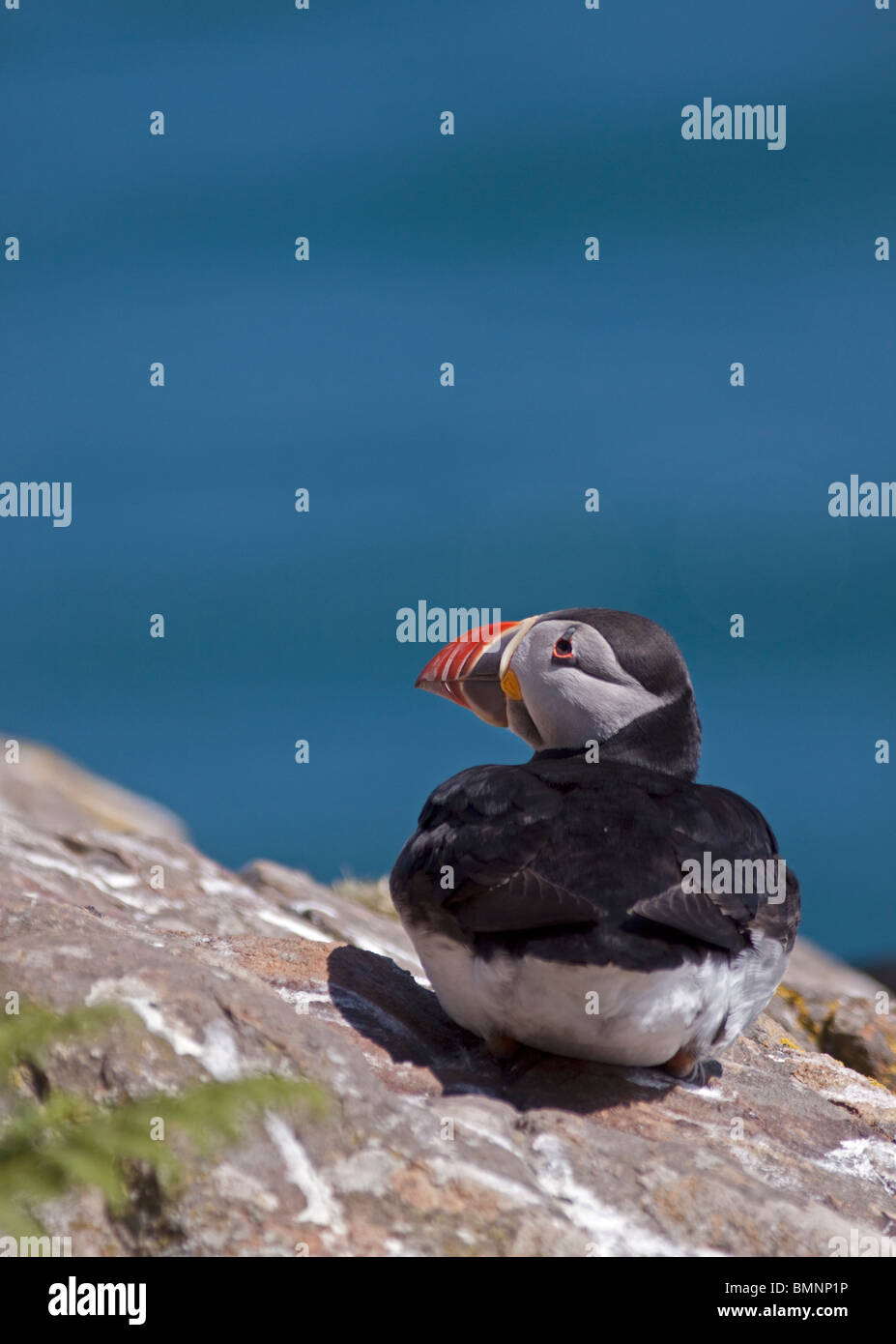 Macareux moine (Fratercula arctica), pays de Galles, l'île de Skomer Banque D'Images