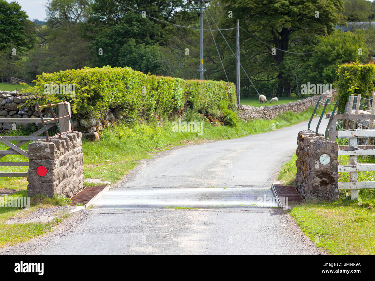 Grille de bovins sur une route de campagne England UK Banque D'Images