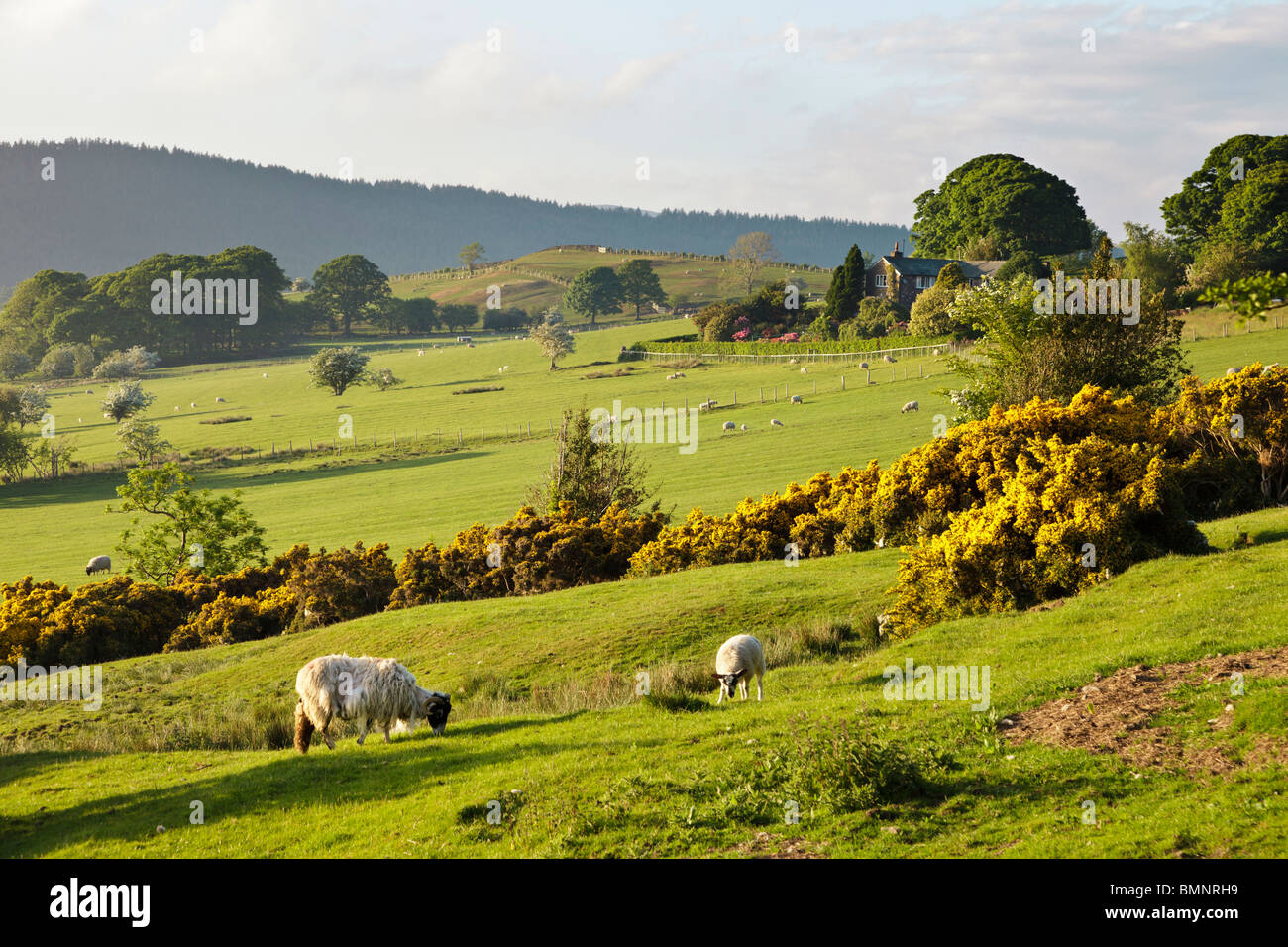 Des moutons paissant dans un champ dans la zone de l'Bassenthwaite Lake District, Cumbria, Angleterre, Royaume-Uni Banque D'Images