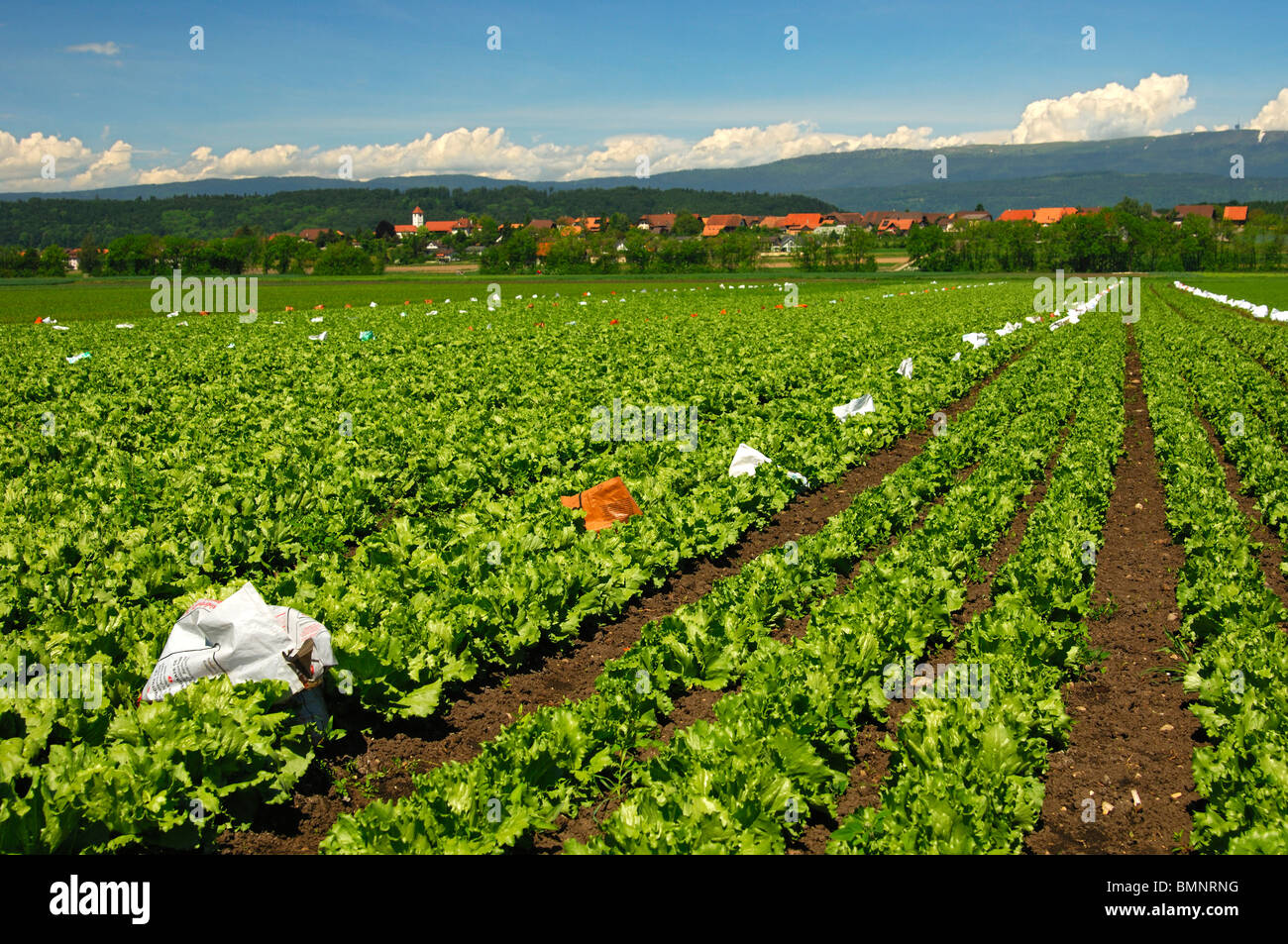 Champ avec crisphead la laitue, zone de culture des légumes Grosses Moos, Seeland Région, Suisse Banque D'Images