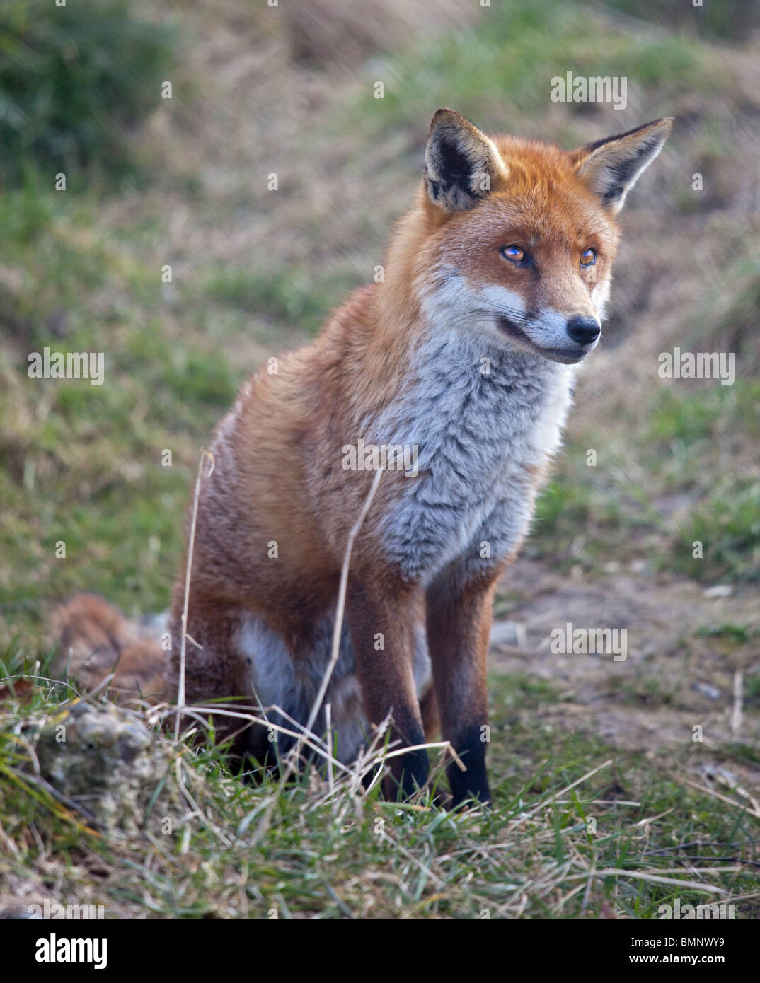 European Red Fox (Vulpes vulpes) Banque D'Images
