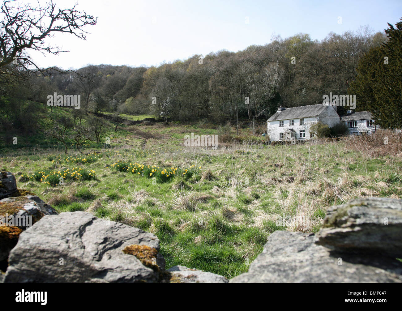 Ferme du bois près de Windermere avec jonquilles sauvages dans le Parc National de Lake District Cumbria England UK Banque D'Images