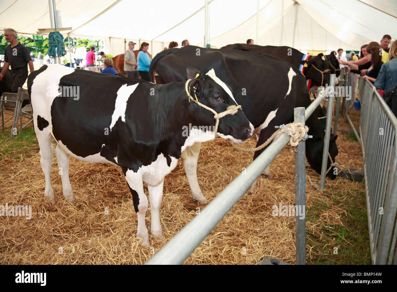 Holstein à Honley Show, Farnley Tya,s Huddersfield, West Yorkshire, Angleterre, Royaume-Uni. Banque D'Images