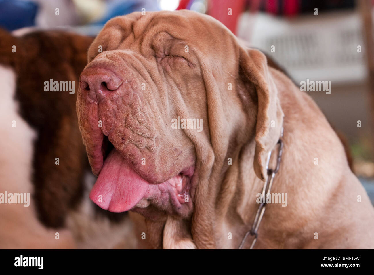 Un Mâtin napolitain lors d'une exposition canine à Bangalore, Inde. Banque D'Images