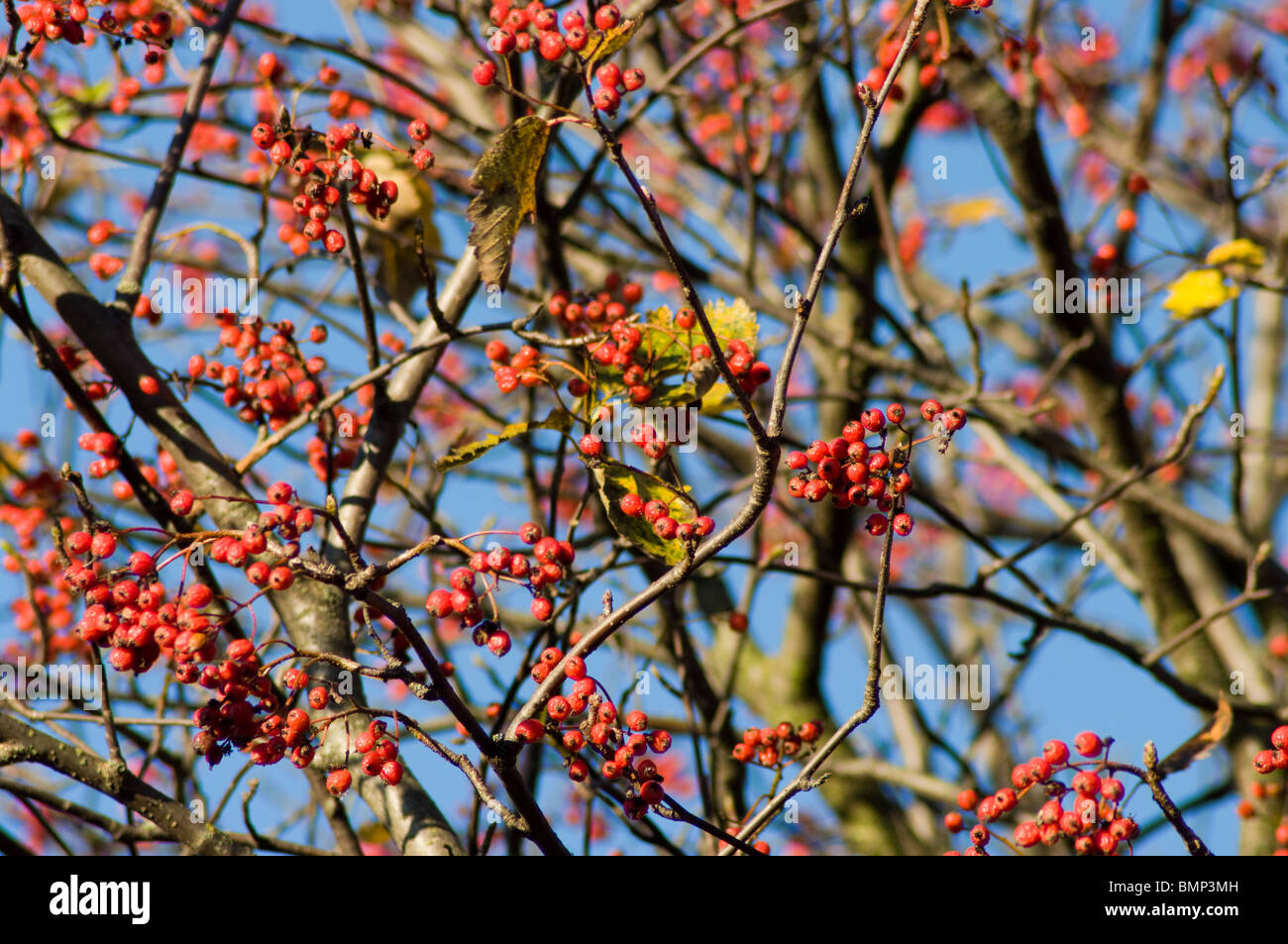 Northumberland wylam arbustes arbuste plantation agriculture Banque de ...