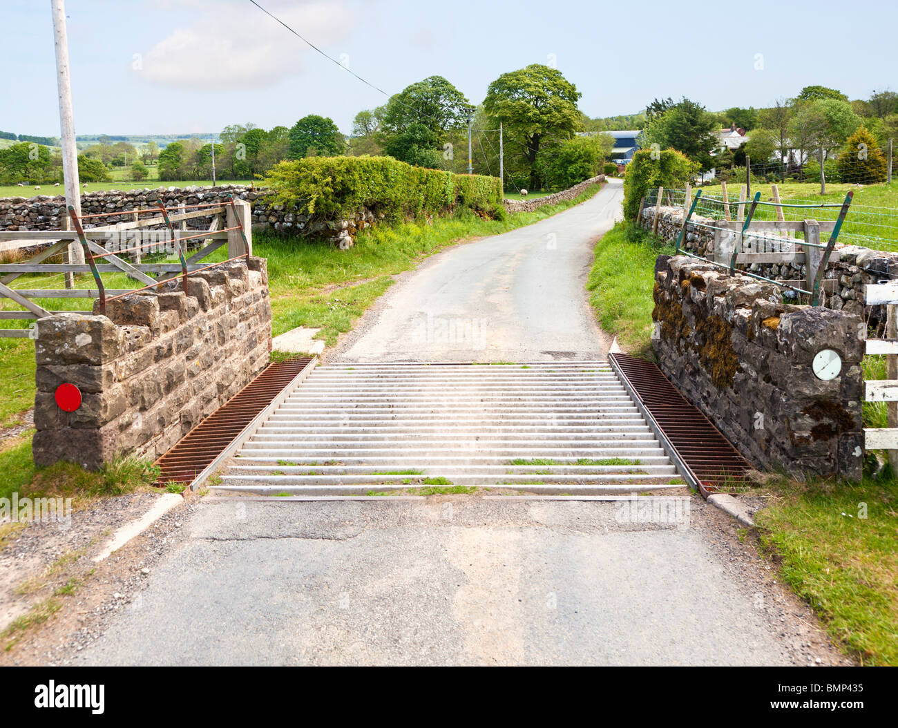 Grille des bovins, sur une route de campagne, England, UK Banque D'Images
