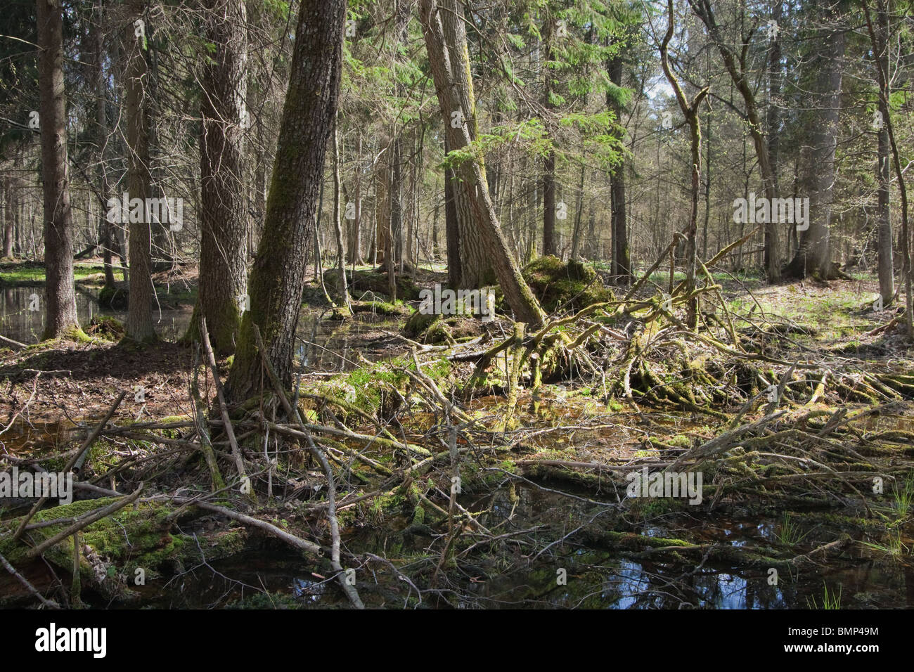 Forêt mixte humide au printemps avec de l'eau stagnante dans la lumière directe du soleil Banque D'Images