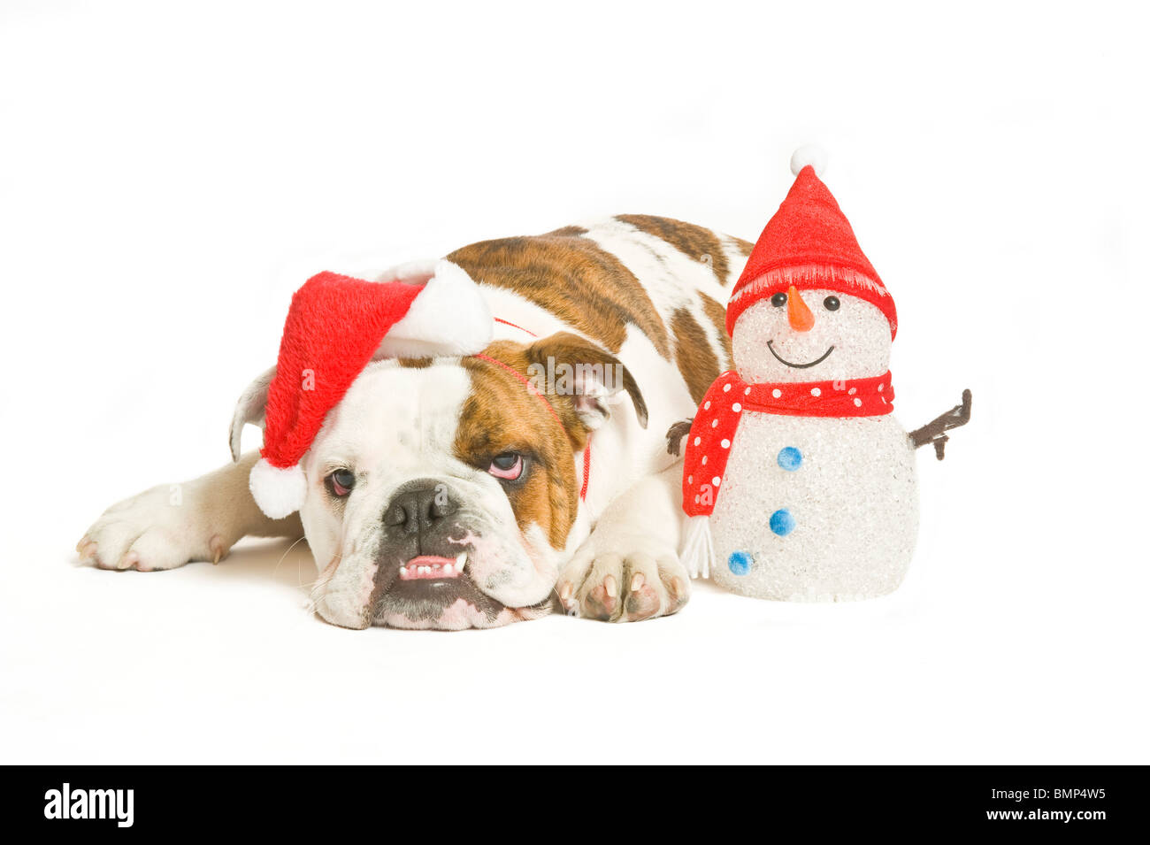 Un British Bulldog regardant vraiment assez d'un chapeau de Père Noël sur le côté d'un jouet contre un bonhomme sourire blanc pur (255rgb) backgrou Banque D'Images
