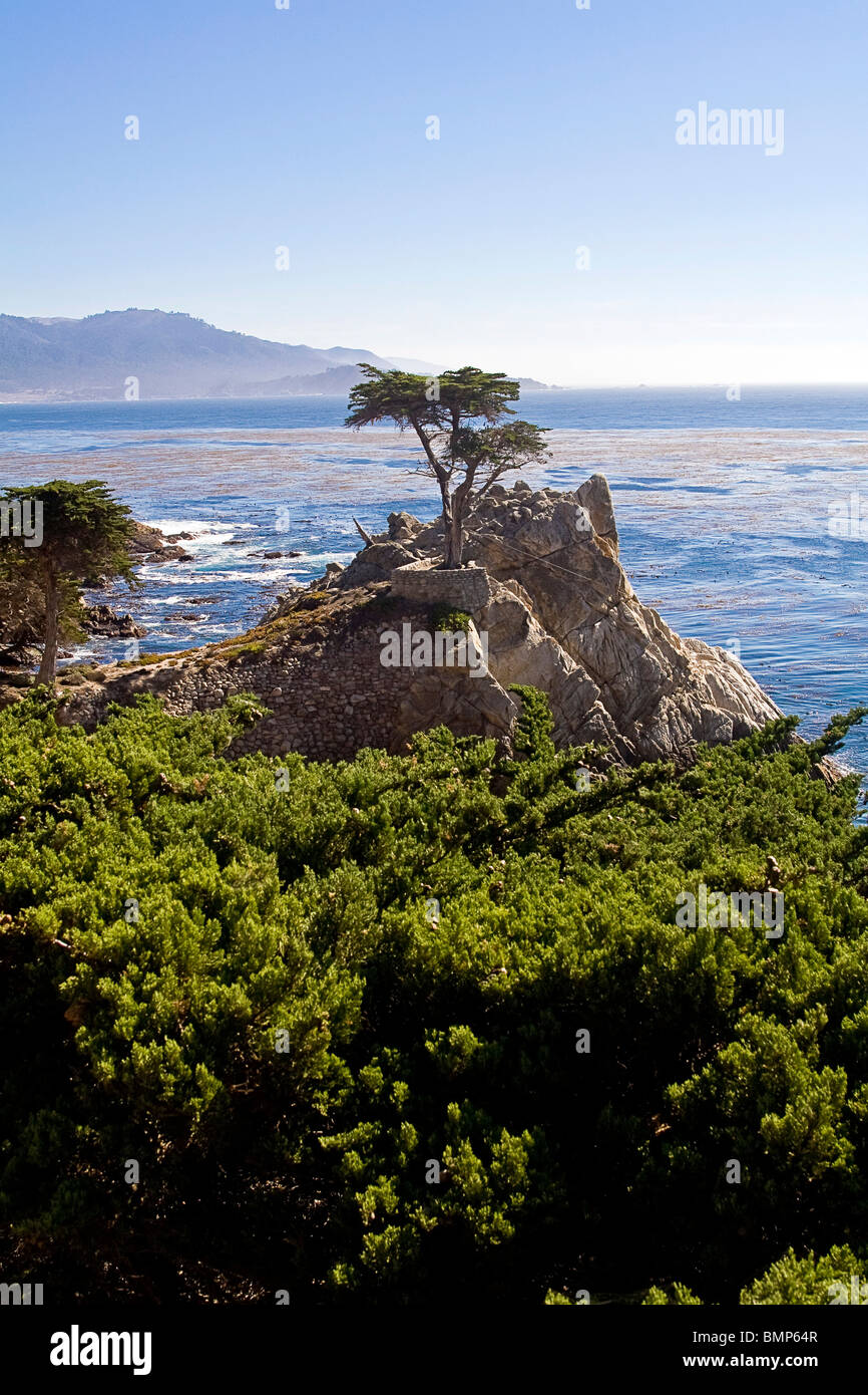 Lone Cypress Tree, emblématique de la baie de Monterey, Californie, USA près de Pebble Beach Golf Course, Banque D'Images