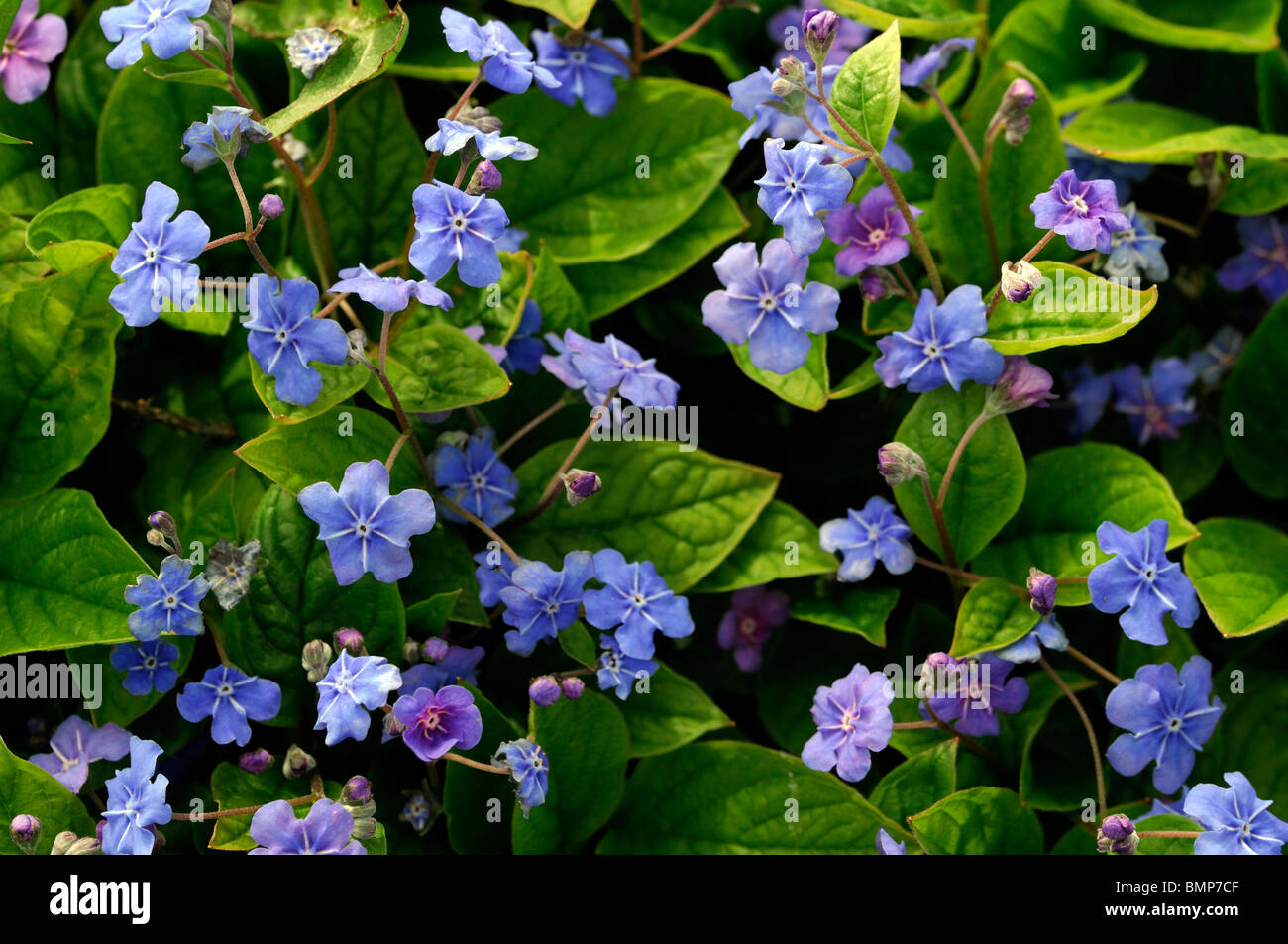 Omphalodes verna Blue eyed Mary fleurs bleu fleur vivace fleur fleurs couvre-sol d'été Banque D'Images