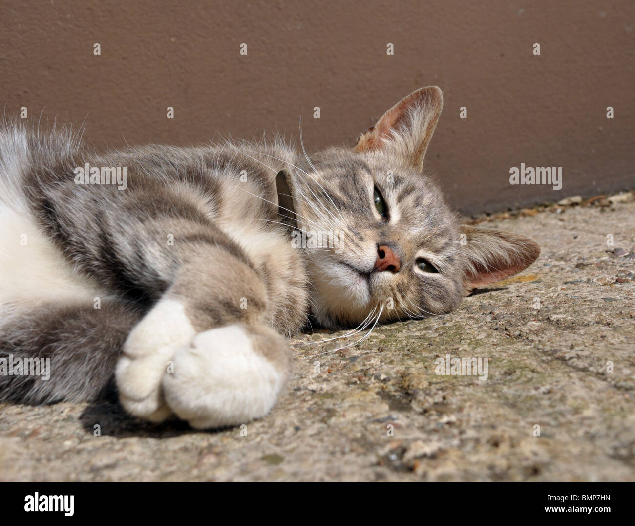 Un chat lazes dans la lumière du soleil chaude. Banque D'Images