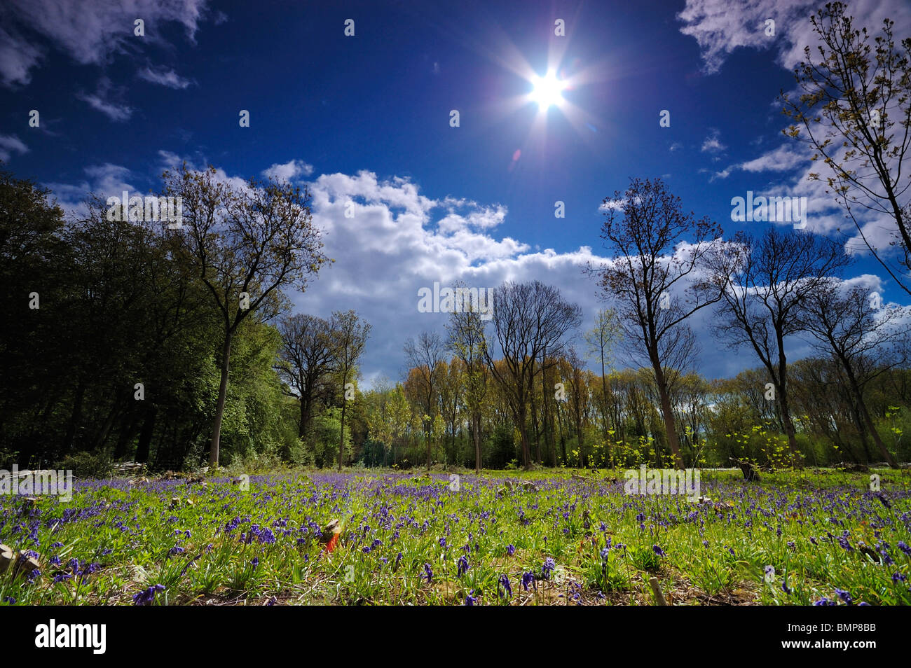 Soleil et de jacinthes, Ashwellthorpe Woods, Norfolk, UK Banque D'Images