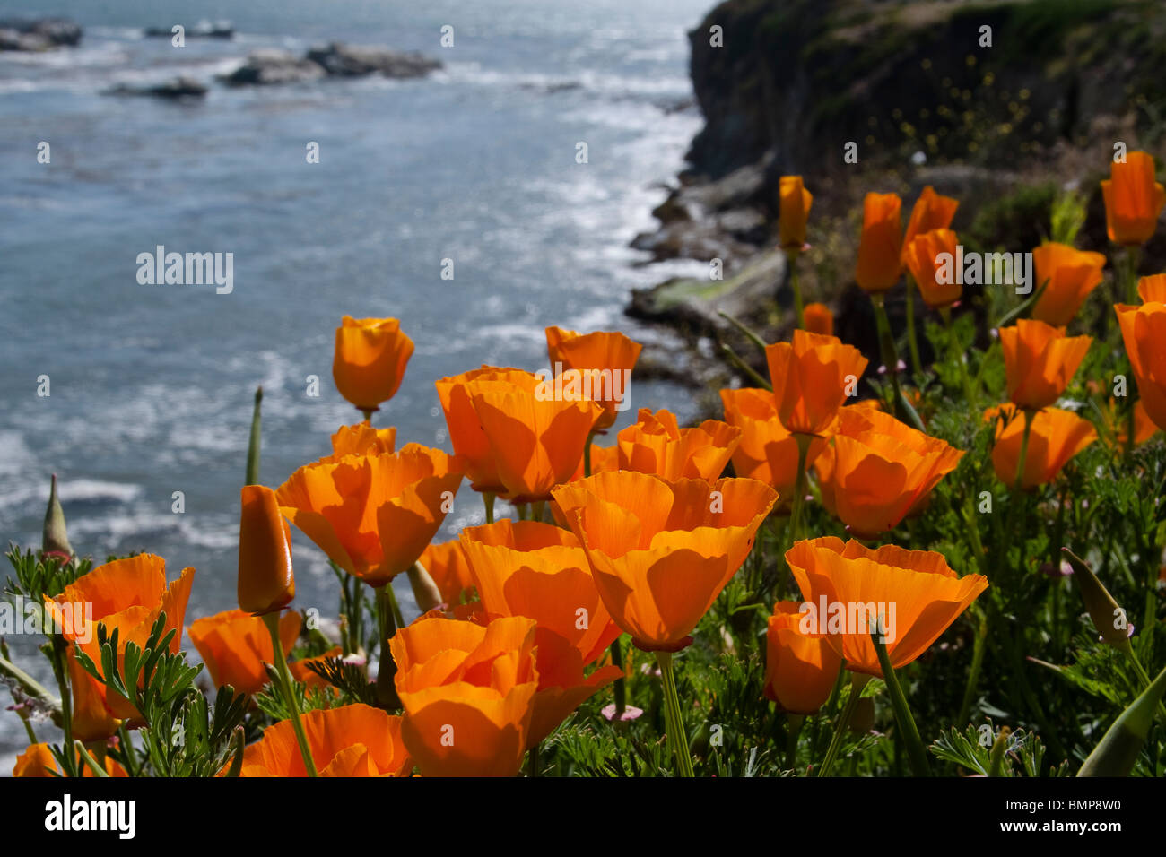 Coquelicots de Californie fleurissent le long d'une falaise au-dessus de la côte de l'Océan Pacifique Banque D'Images