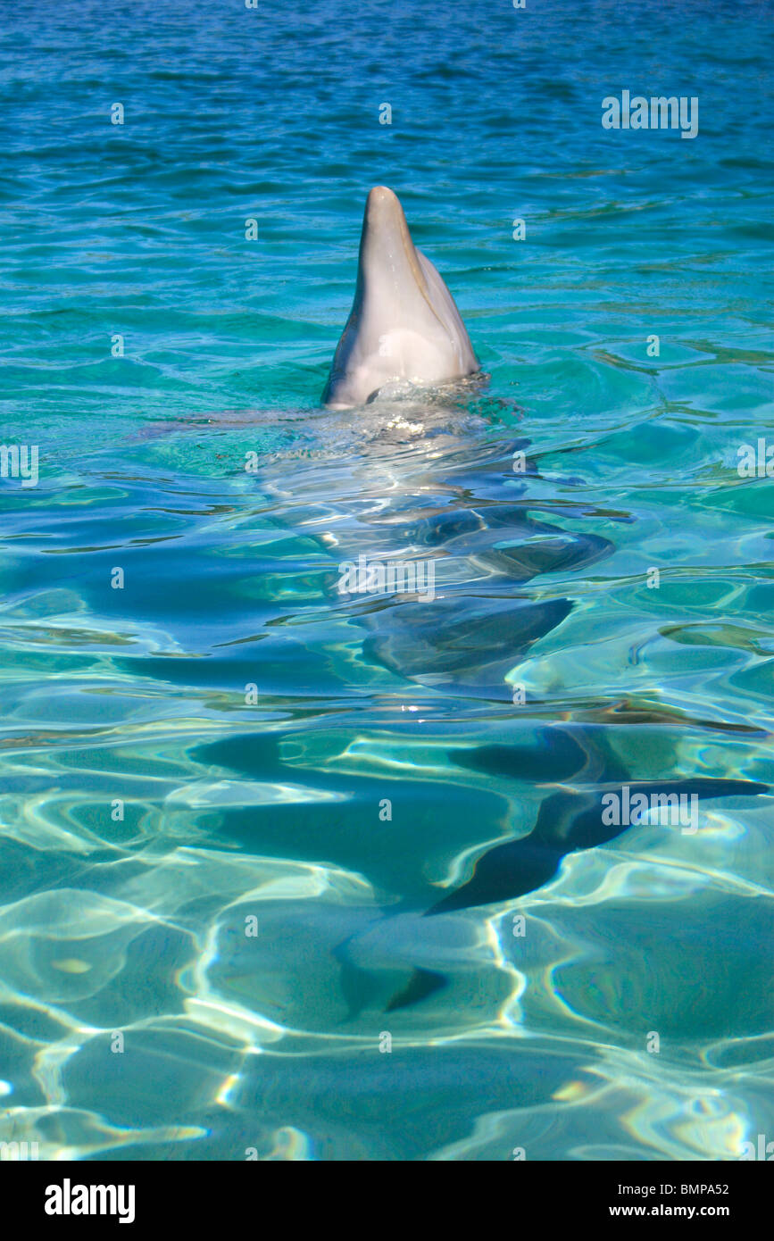 Un grand dauphin, Tursiops truncatus l'île de Roatan, Honduras ; Banque D'Images