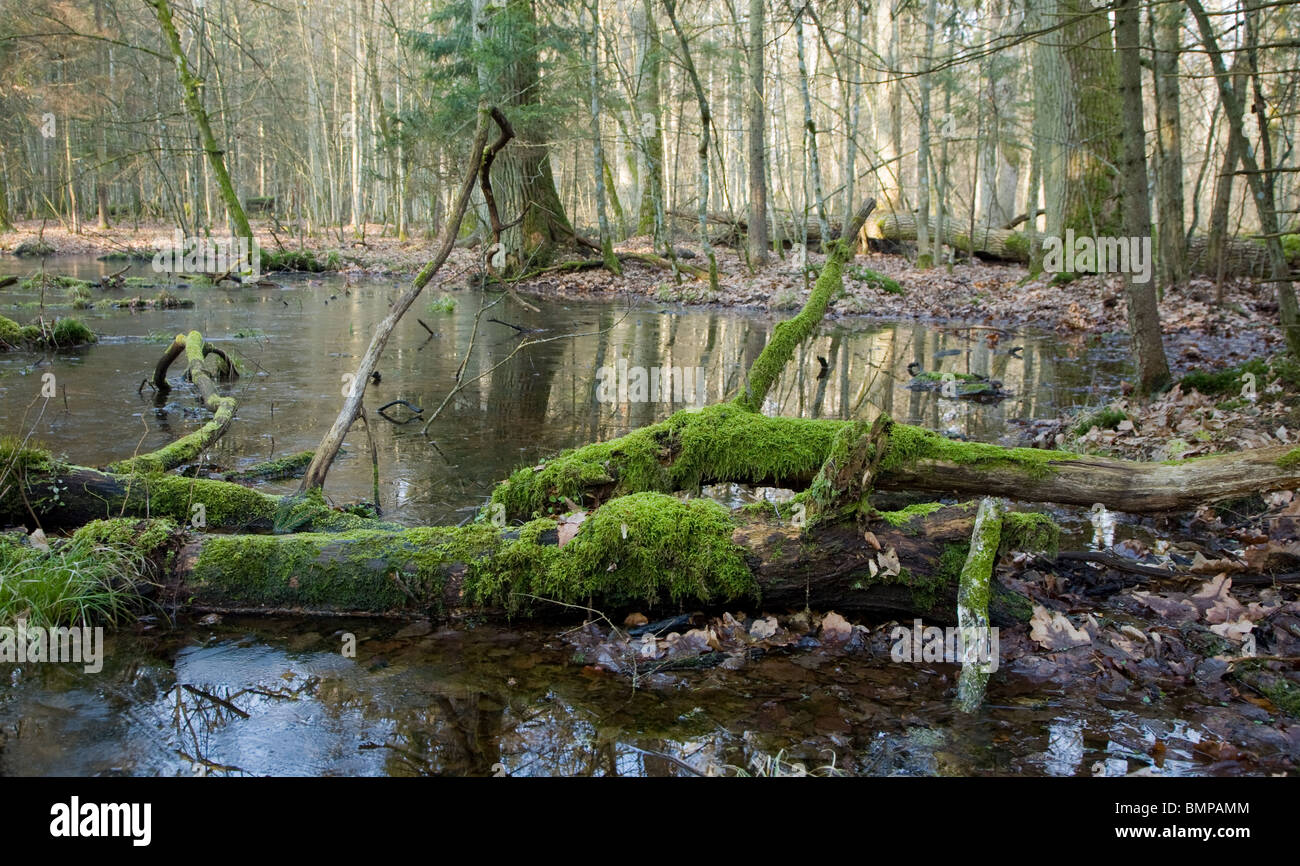 Printemps paysage de forêts anciennes et de l'eau avec log couché dans l'eau gelée Banque D'Images