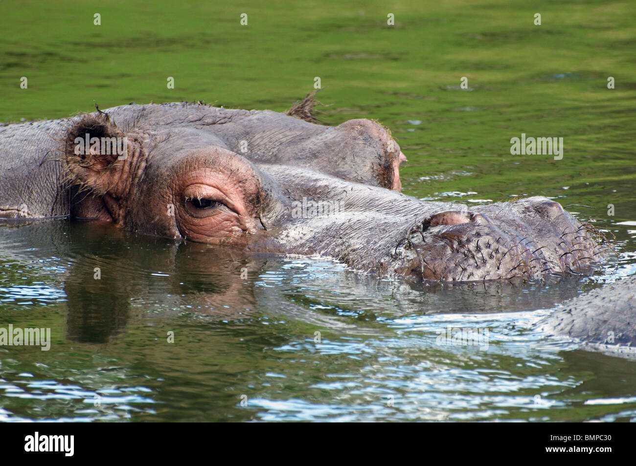 L'hippopotame commun Banque D'Images