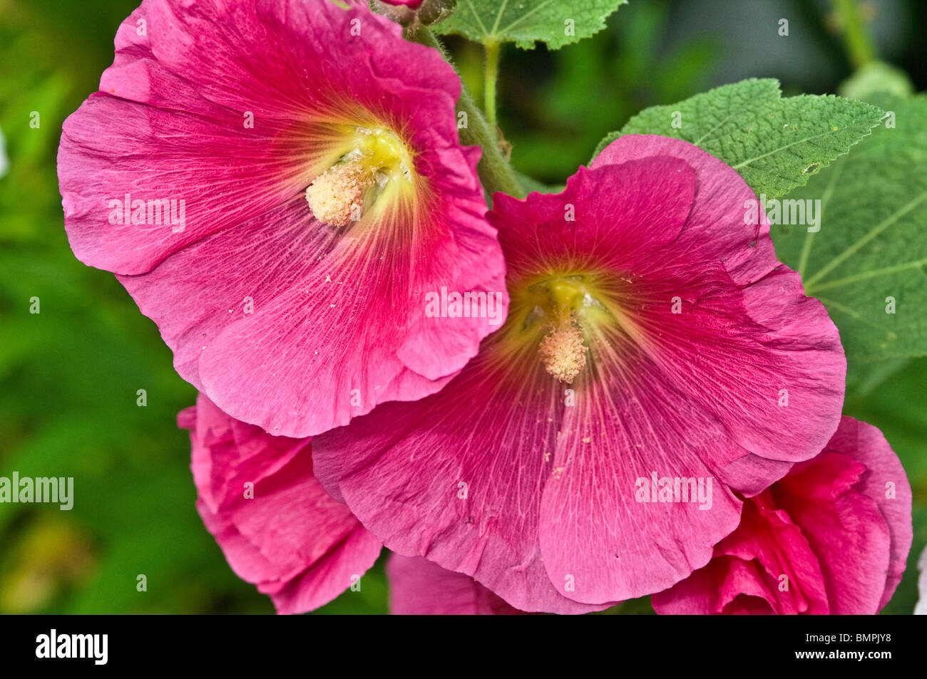 Alcea rosea Stockrose Banque D'Images