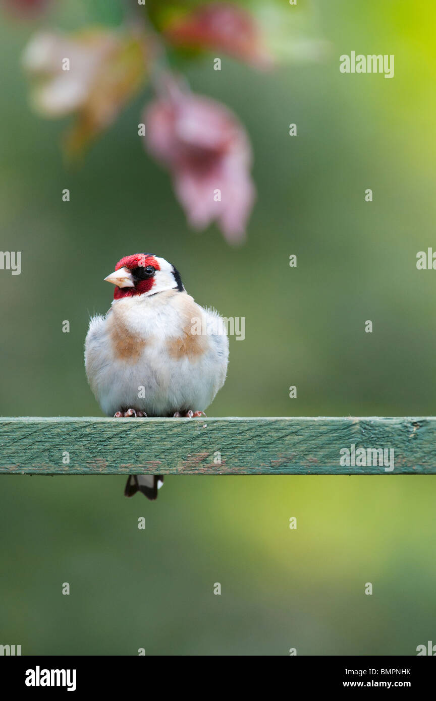 Chardonneret dans un jardin anglais assis sur treillis en bois. UK Banque D'Images