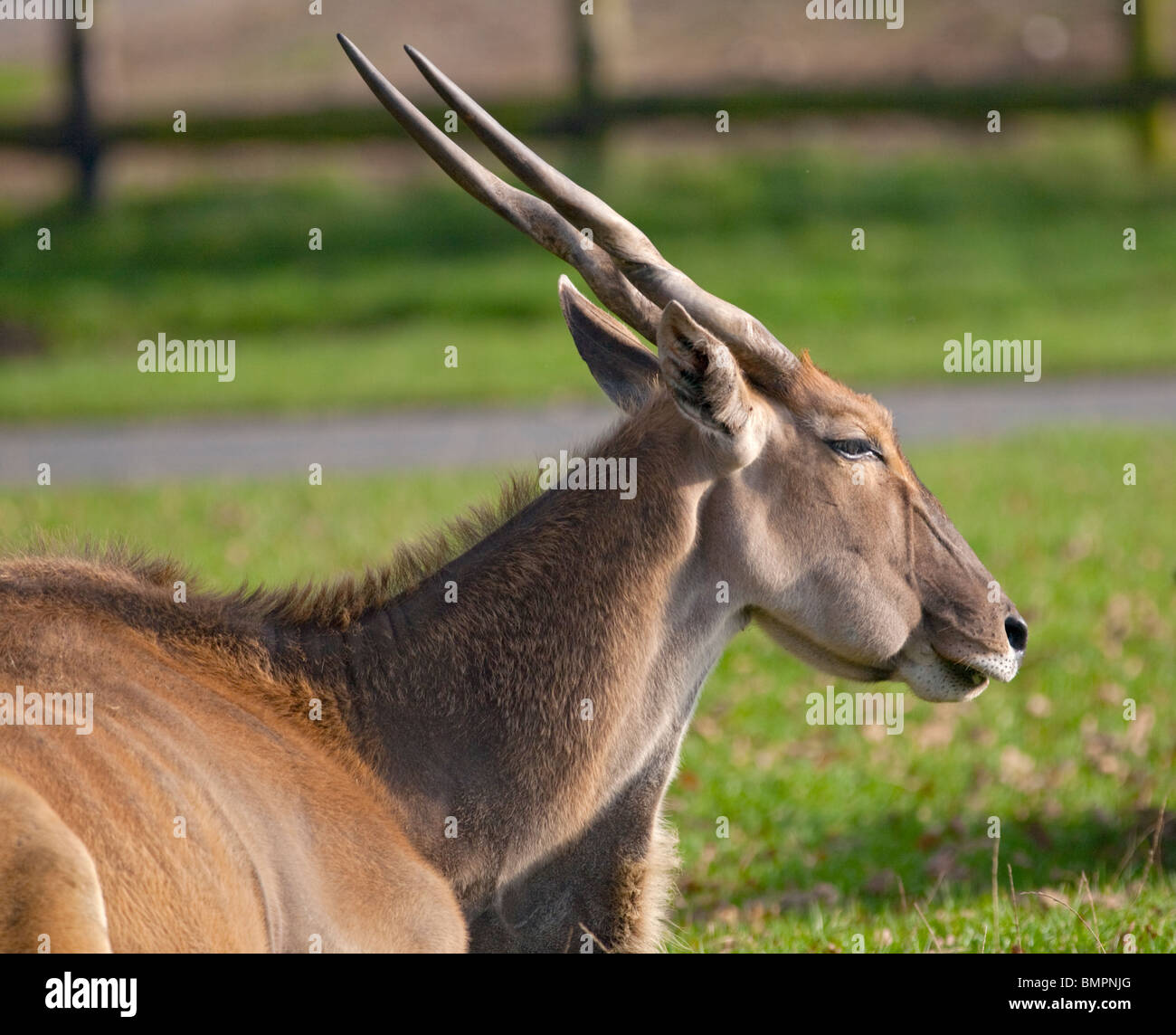 Eland Commun Banque De Photographies Et D images Haute R solution Alamy eland-commun-banque-de-photographies-et-d-images-haute-r-solution-alamy
