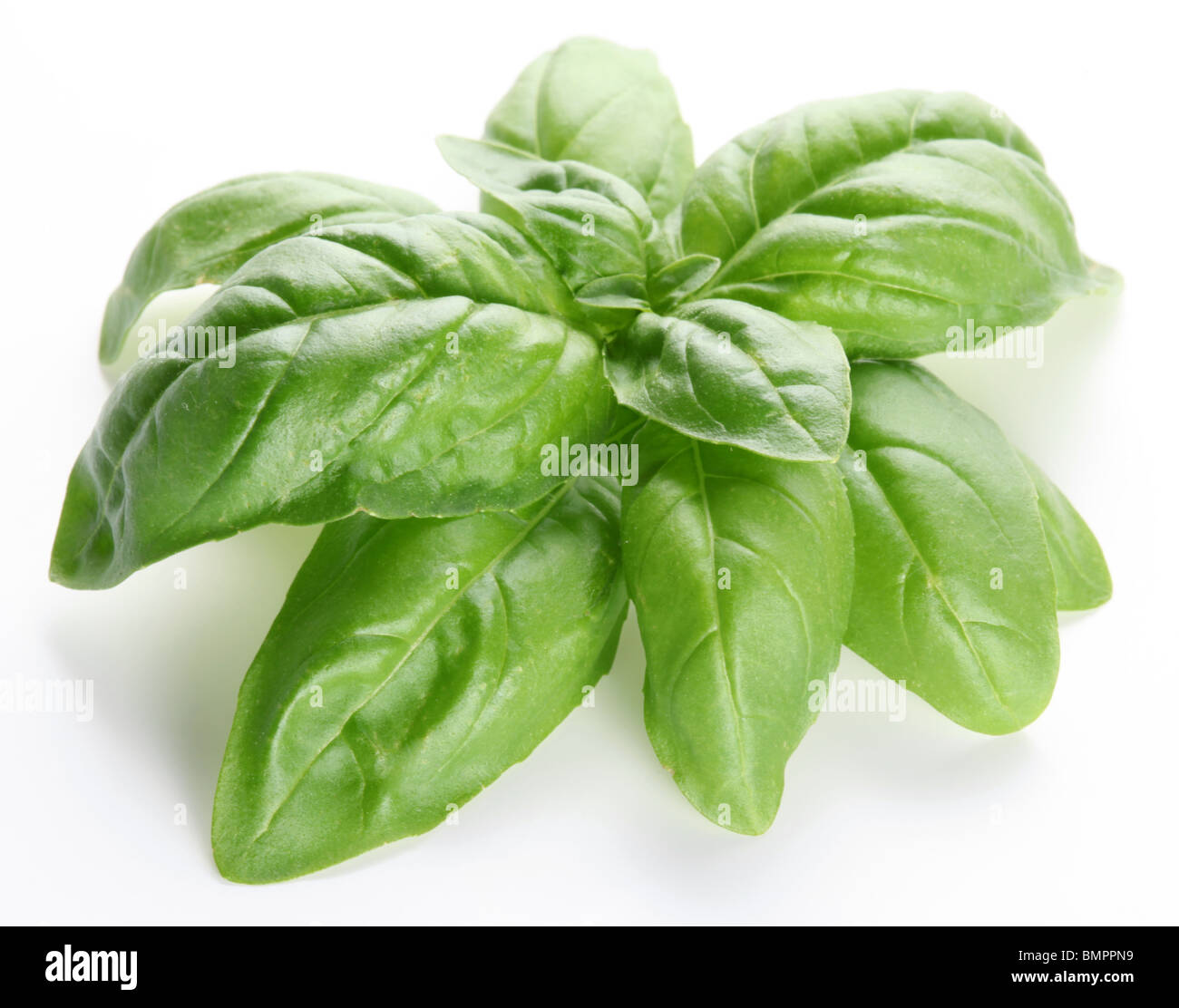 Feuilles de basilic sur un fond blanc Banque D'Images