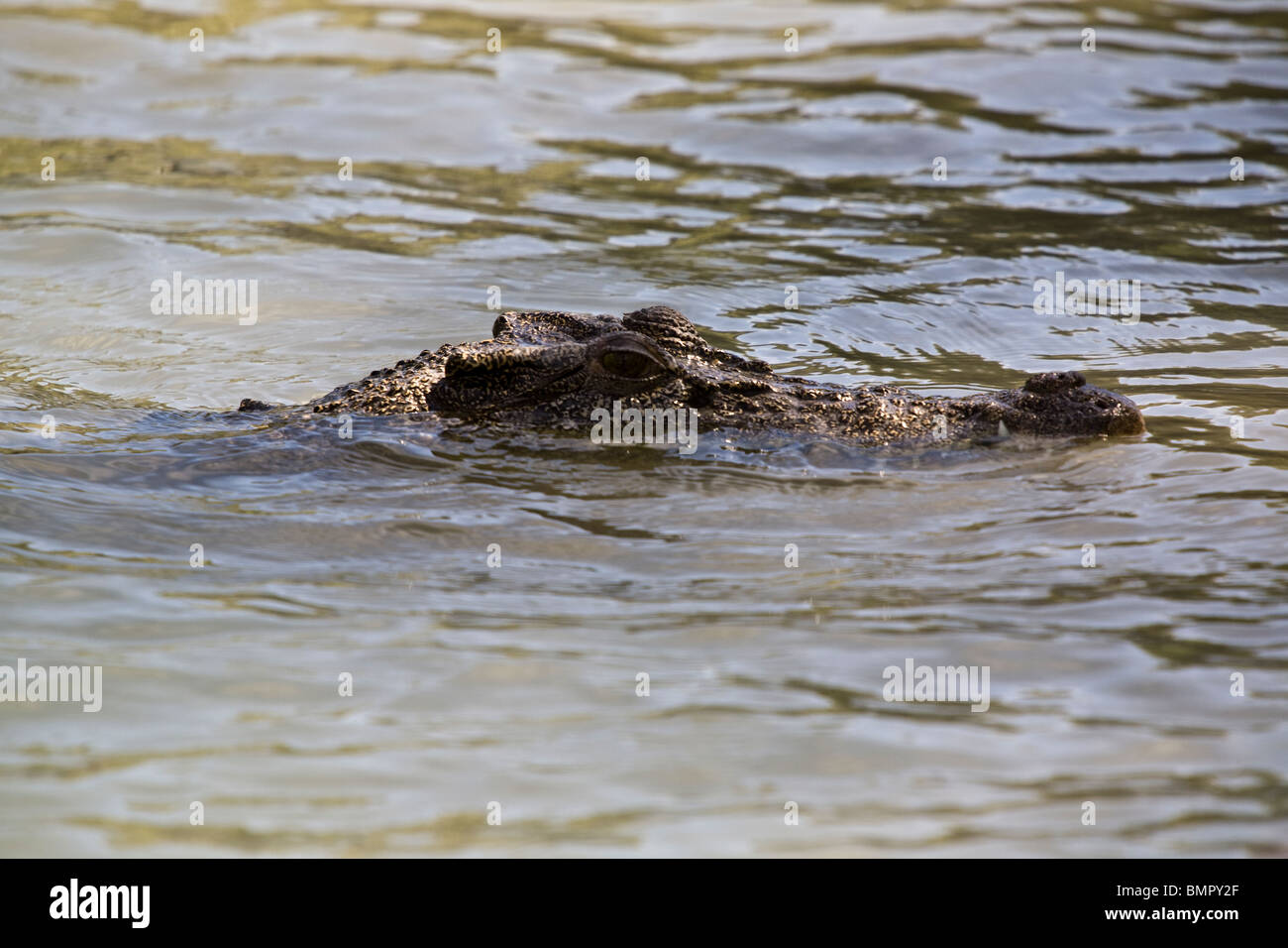 Cette saltwater crocodile Crocodylus porosus a été observé au cours d'une excursion d'observation de la faune Hunter River Australie Banque D'Images