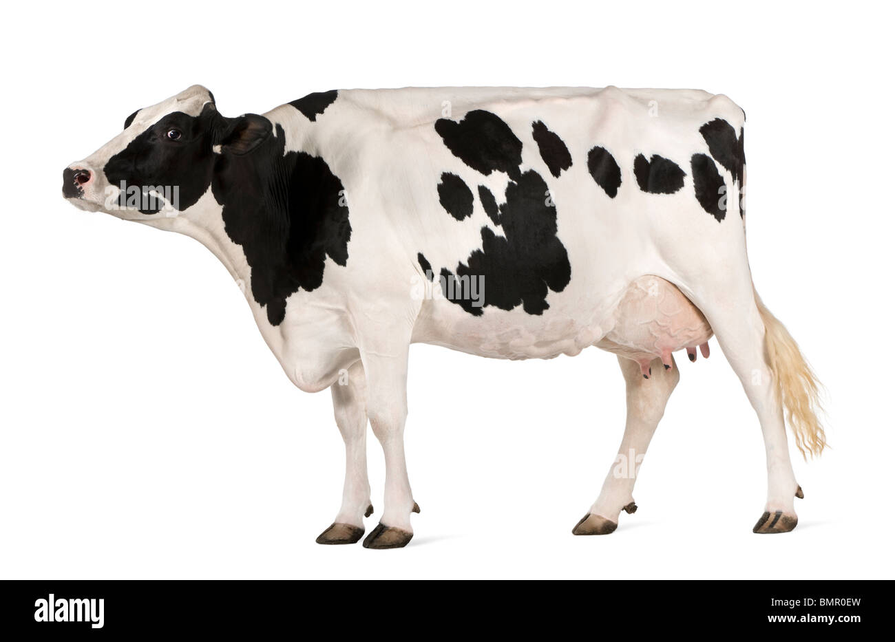 La vache Holstein, 5 ans, standing against white background Banque D'Images