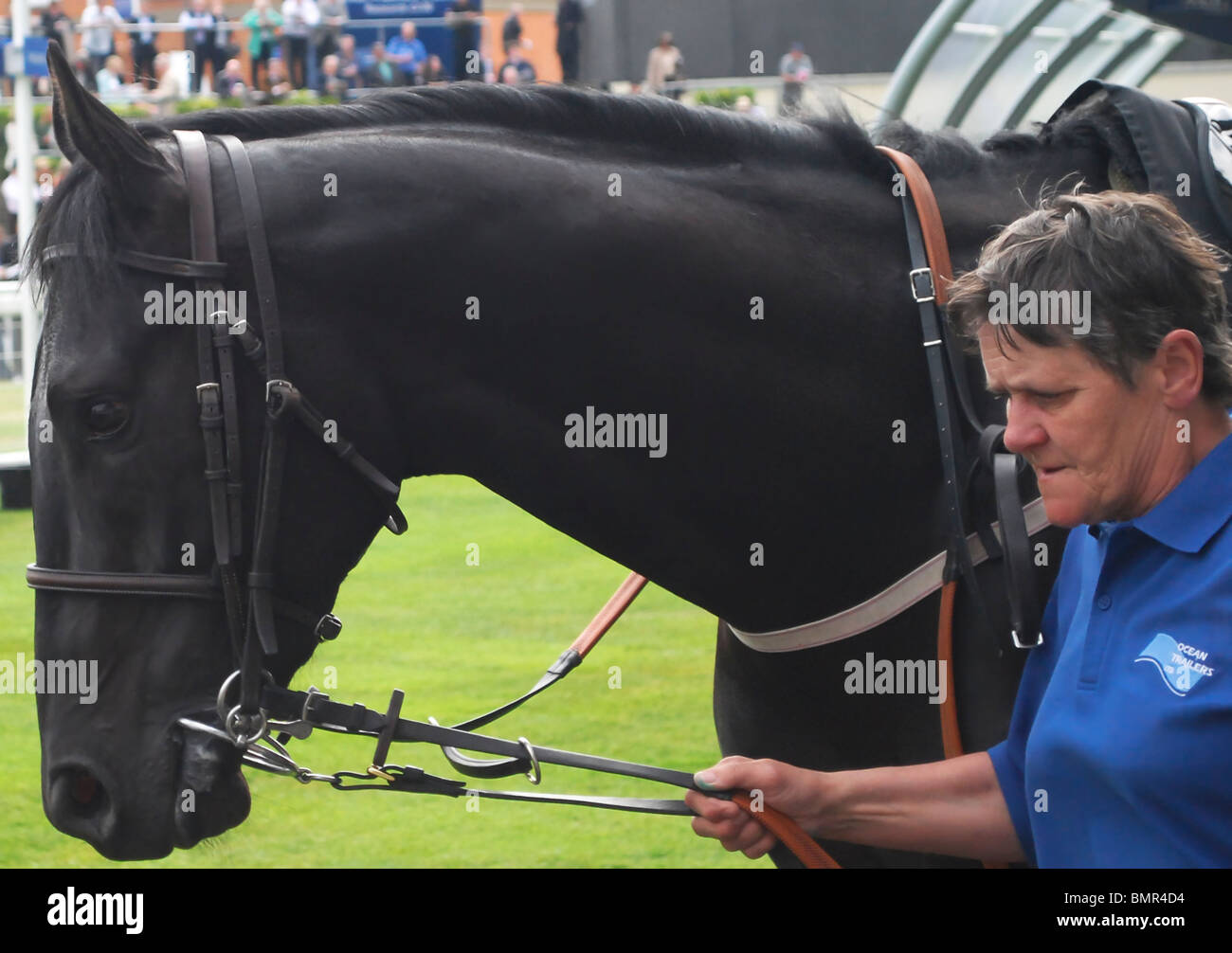 Une femme en chemise bleue et un cheval noir au Ascot race course (le défilé). Moss Bros Day 2010 Banque D'Images