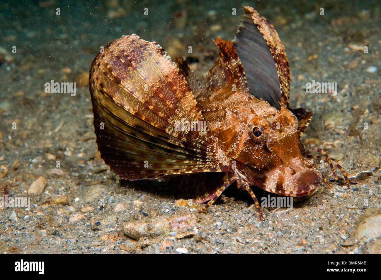 Mer Bandtail ophryas Prionotus (Robin) photographié à Singer Island, FL. Banque D'Images