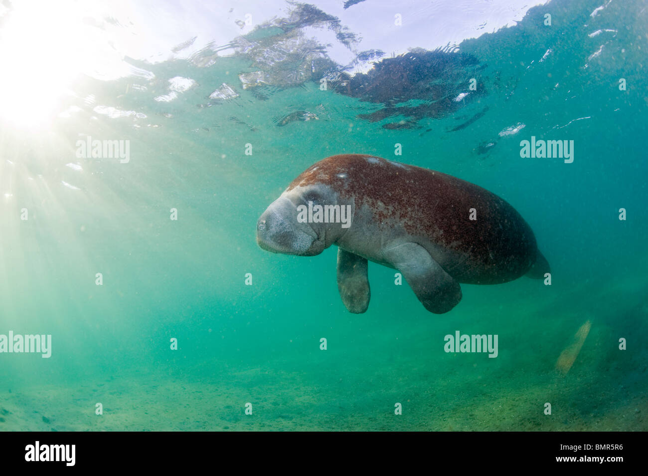 Espèces en Floride lamantins (Trichechus manatus latirostris) photographié dans le Lake Worth Lagoon à West Palm Beach, FL Banque D'Images
