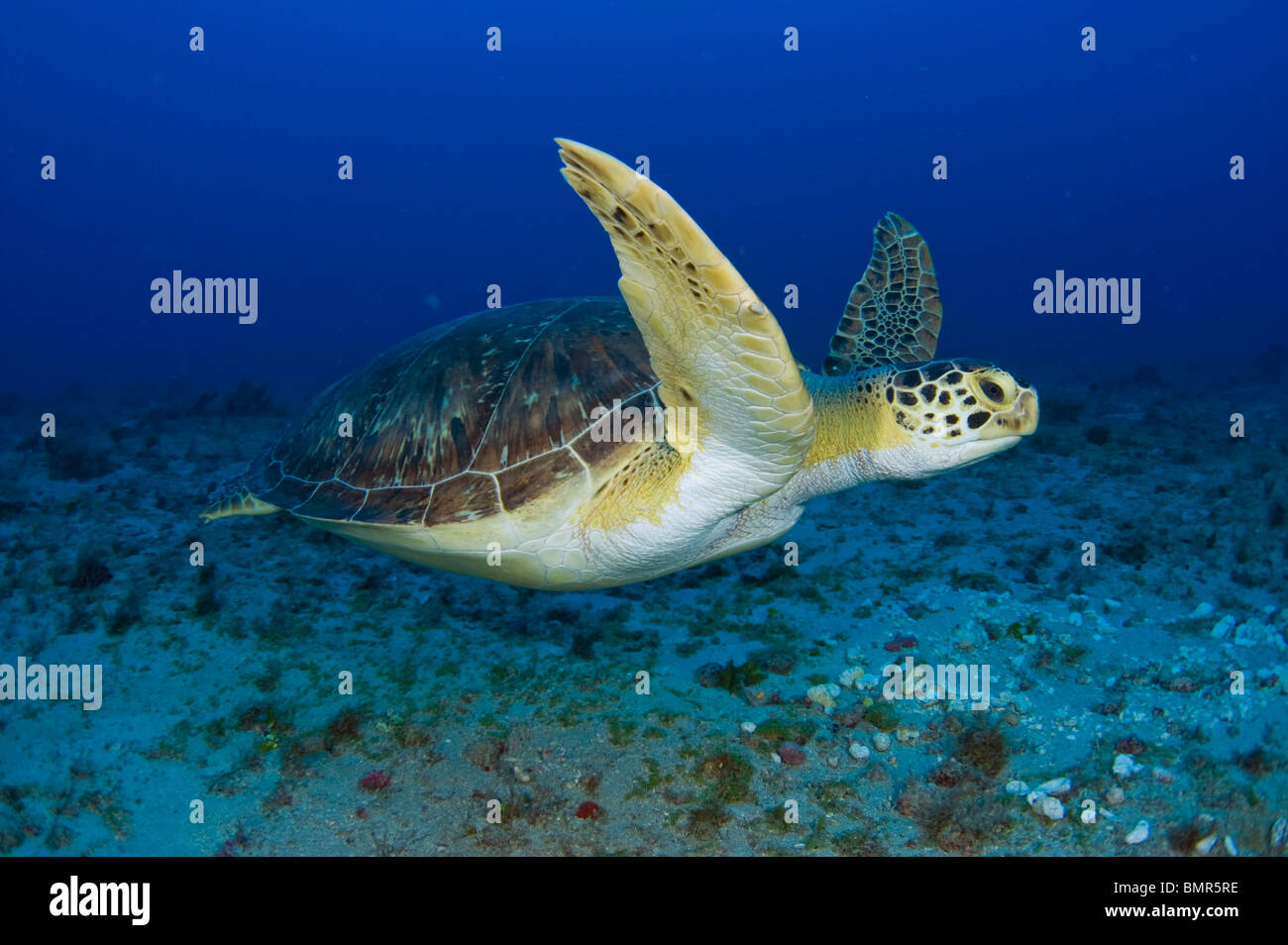 Femme Tortue verte (Chelonia mydas) se nourrissant d'algues sous l'eau à Juno Beach, FL. Banque D'Images