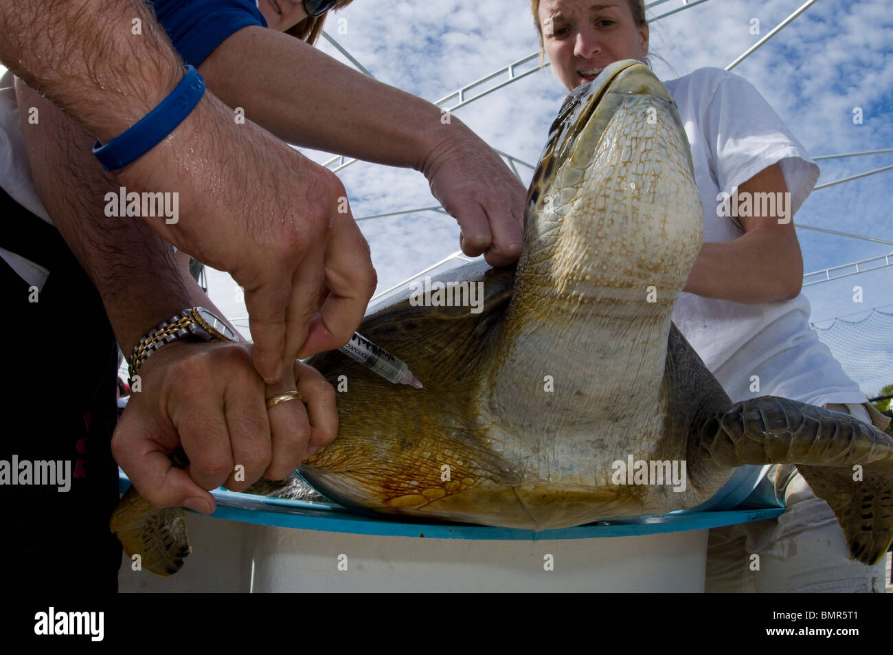 Tortue verte (Chelonia mydas) d'être remis au Centre de pies pour Juno Beach, FL, un centre de secours. Banque D'Images