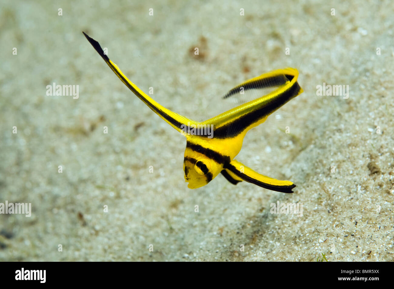 Jack Knife (poisson juvénile Equetus lanceolatus) photographiée près de la Blue Heron Bridge à Singer Island, FL. Banque D'Images