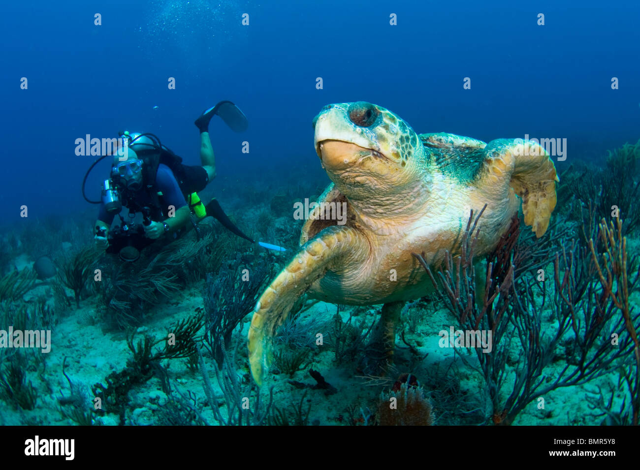 Scuba Diver et tortues caouannes (Caretta caretta) dans la région de Palm Beach County, Floride. Banque D'Images