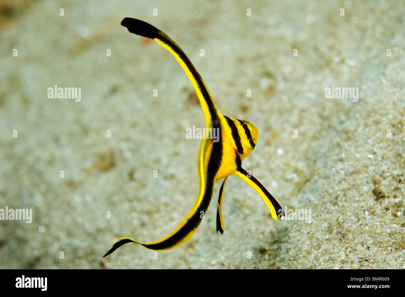 Jack Knife (poisson juvénile Equetus lanceolatus) photographiée près de la Blue Heron Bridge à Singer Island, FL. Banque D'Images