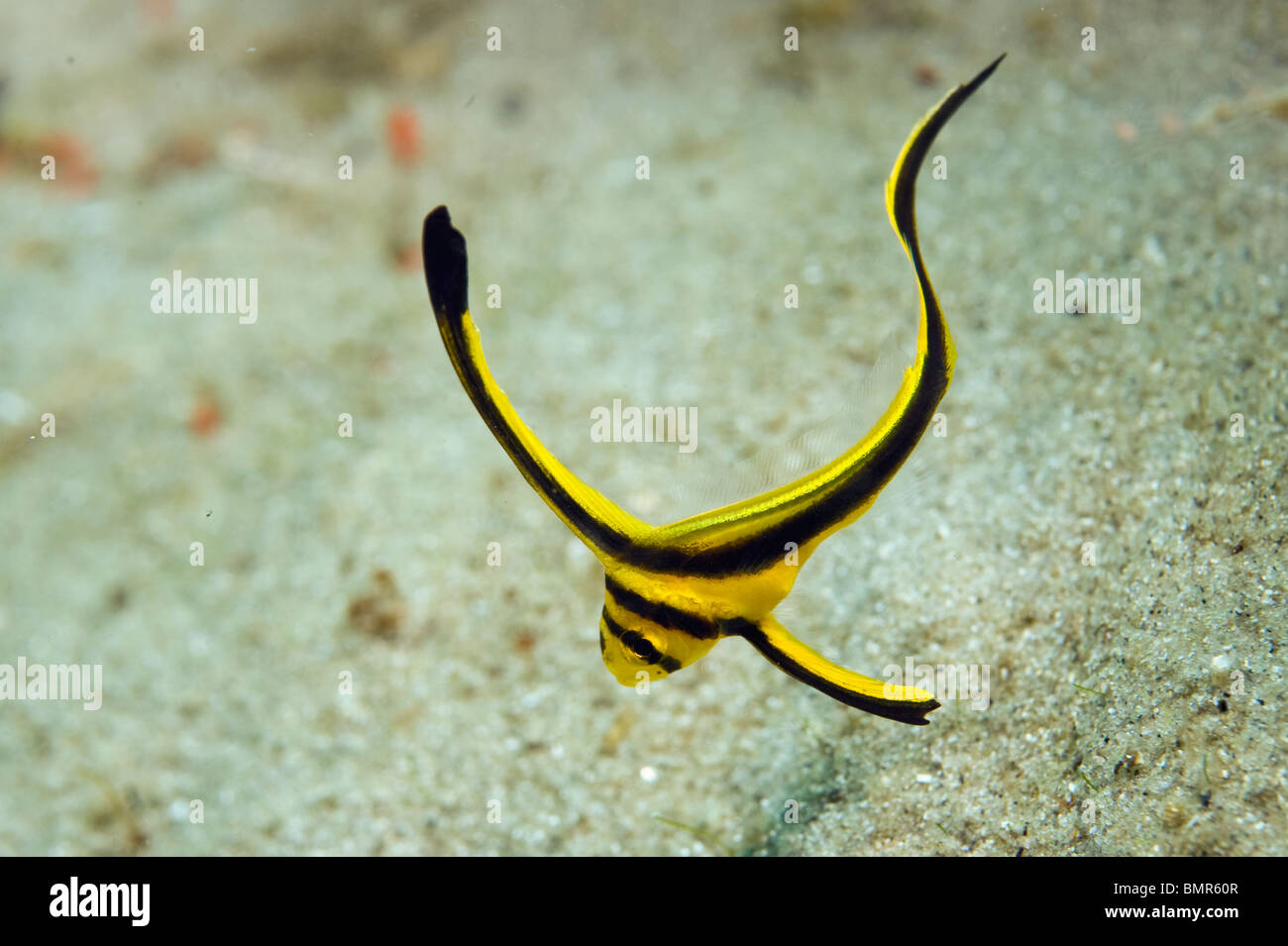 Jack Knife (poisson juvénile Equetus lanceolatus) photographiée près de la Blue Heron Bridge à Singer Island, FL. Banque D'Images