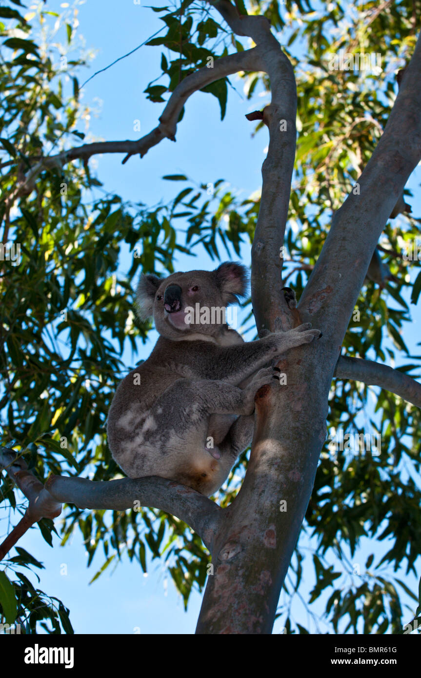 Koala, Pt. Lookout, North Stradbroke Island, Queensland, Australie Banque D'Images