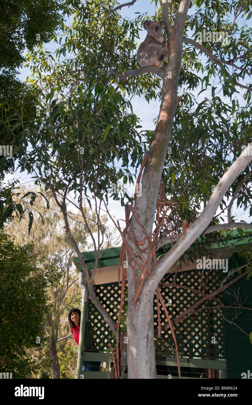 Koala, Pt. Lookout, North Stradbroke Island, Queensland, Australie Banque D'Images