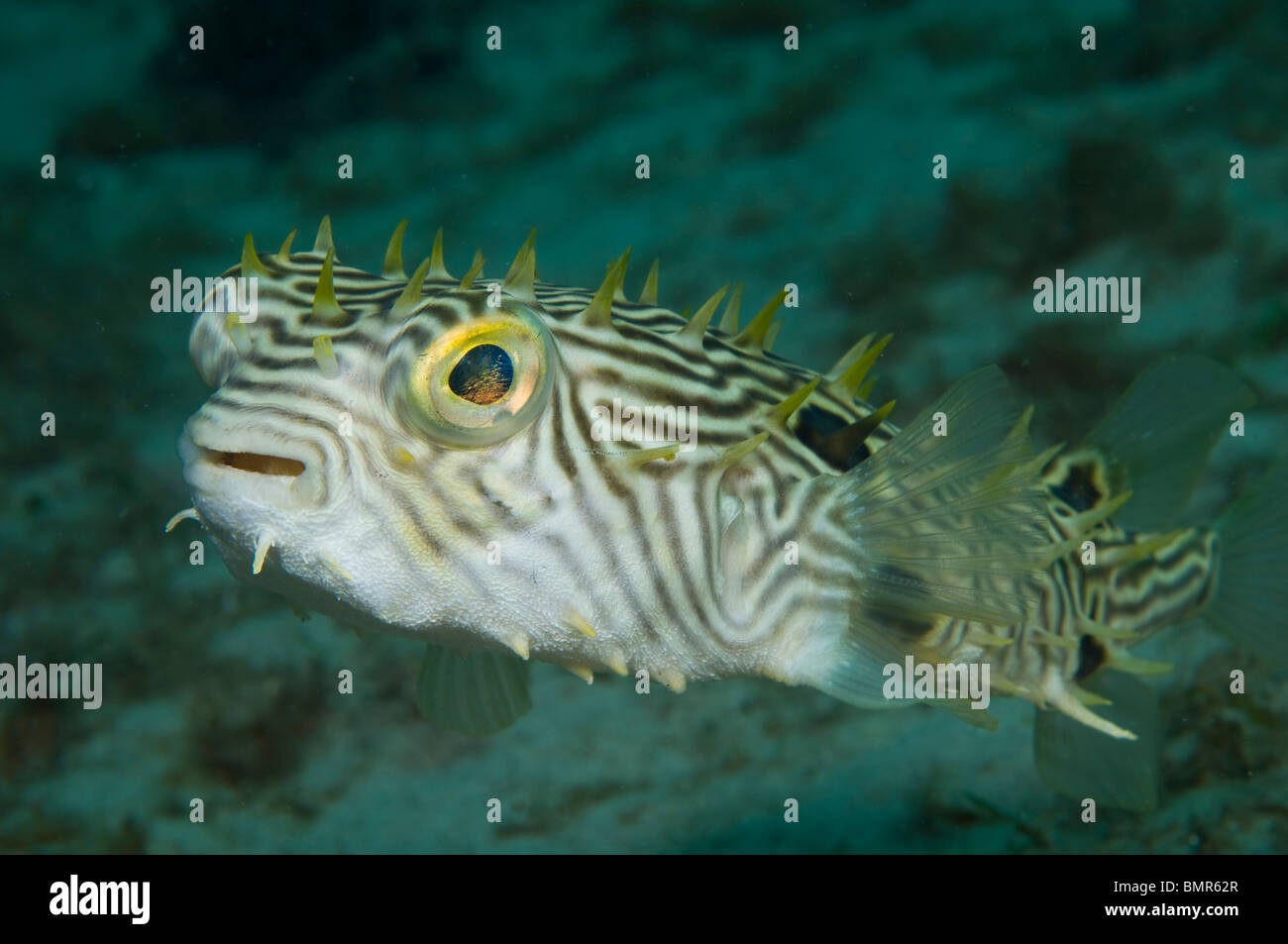 Burrfish rayé (Chilomycterus schoepfii) dans le Lake Worth Lagoon, un estuaire près de l'entrée de Palm Beach, Palm Beach County, Floride Banque D'Images