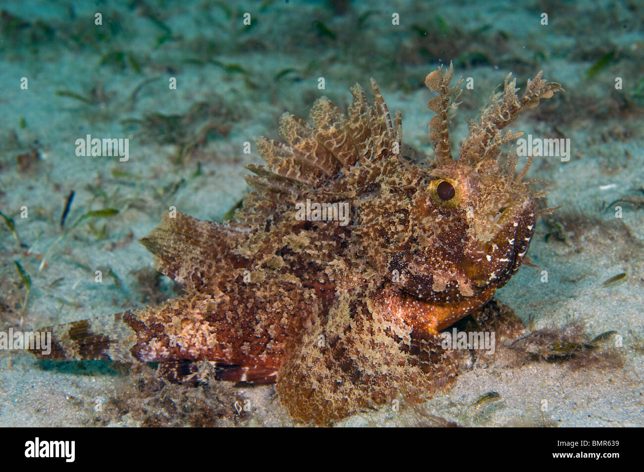 Barbfish (Scorpaena brasiliensis) photographié dans la lagune près de Lake Worth de la Palm Beach Inlet en Singer Island, FL. Banque D'Images
