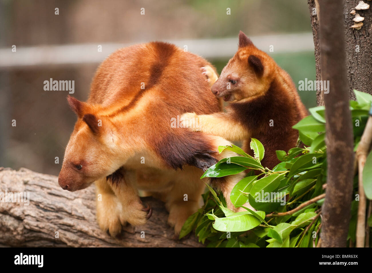 Kangourou arboricole, Currumbin Wildlife Sanctuary, Gold Coast, Queensland, Australie Banque D'Images