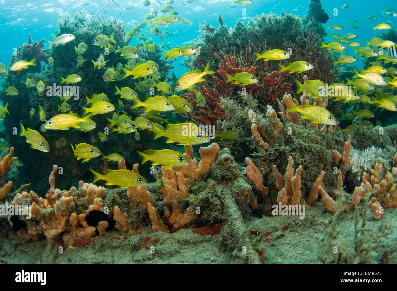 Grognements français (Johnrandallia flavolineatum) scolarisation chez les éponges et coraux dans la lagune de Lake Worth, en Floride. Banque D'Images